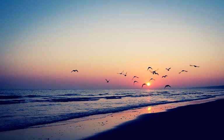 bird-silhouettes-in-the-beach-sunset-15306_5