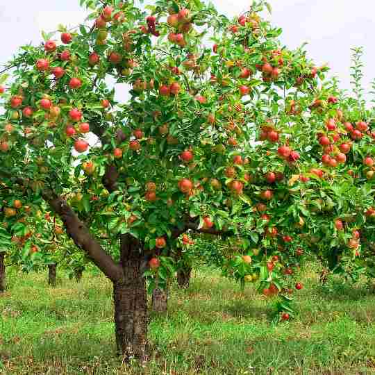 Apple-tree-with-fruit_7